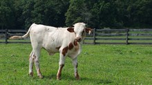 XC Rio Rose bull calf