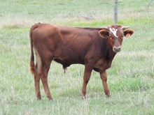 Roundup's Slam Dunk III 2016 bull calf