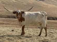 FHR ROWDY COWGIRL