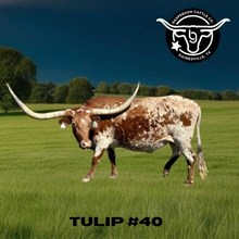 Pacific Tulip 738
