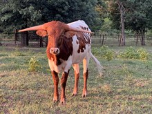 MN Miss Remington