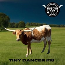 KCS Tiny Dancer