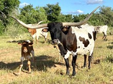 Havana bull calf 20