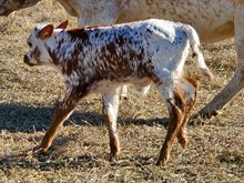 Allens 403 Bull Calf 2021