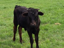 UNREGISTERED CALF