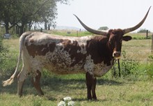 Copper Bell Cowgirl CPL