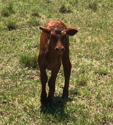 Santee x Doe Bull calf
