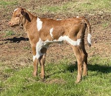 Steer Cowgirl 23