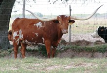 ECR MISS RODEO HOUSTON