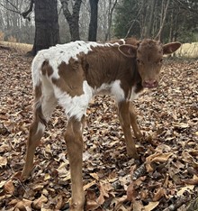 Bull Calf