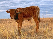 Bull Calf PlayLine