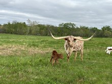 Mysty Heifer