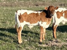 Double S Tiger King x Double S Bella Czech 