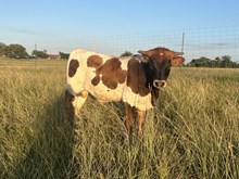 Bodacious 244 x LVR Rio Czech Beauty 