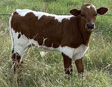 Bodi’s Gleam FHR
