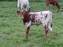 20 Gauge x Hubbells Rio Gorgeous Heifer embryo