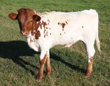 unnamed heifer 5