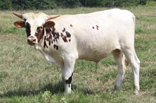 Pacific Tippet 2020 Bull Calf (Santee Chex)