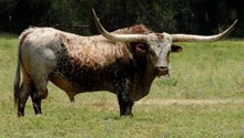 Sharpshooter Semen