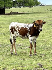 Sweet Rose Concealed Weapon Heifer