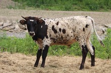 Trust Your Faith x HL Foxy Tulla (Bull)