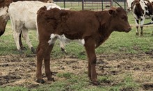 Black Kettle/Dixie Chick Bull