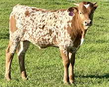 Bull Calf (Voodoo x Pacific Coral)