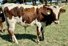 Bull calf (Santee Chex x Llano Sissie)