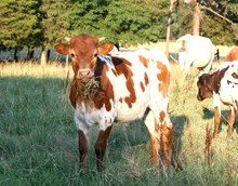 UNREGISTERED CALF